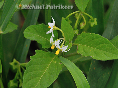 European Black Nightshade (Solanum nigrum)